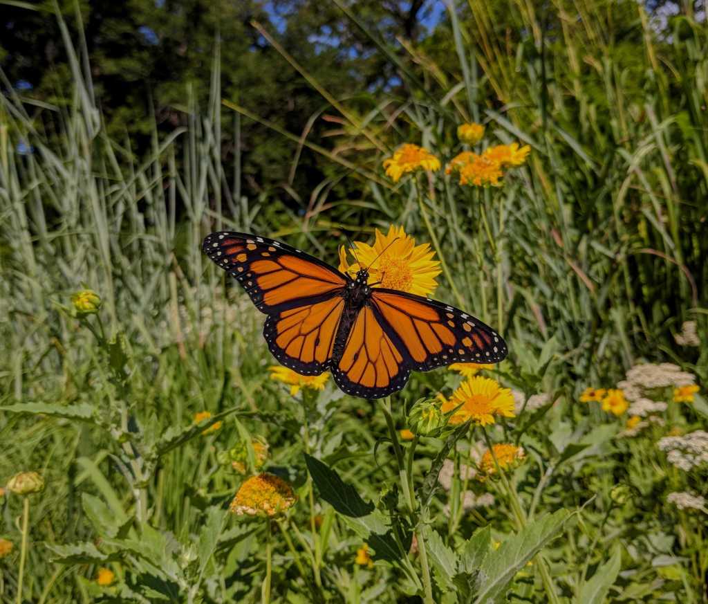 Photo of a monarch butterfly with its wings extending, sitting on a yellow flower
