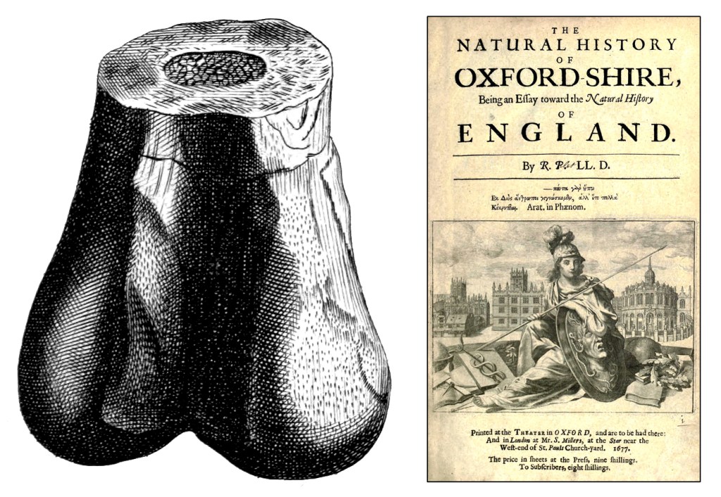 Illustration of the tip of a dinosaur fragment in black and white, side by side with a book titled "Oxfordshire, Being an Essay toward the Natural History of England." by R. Plot LL. D.