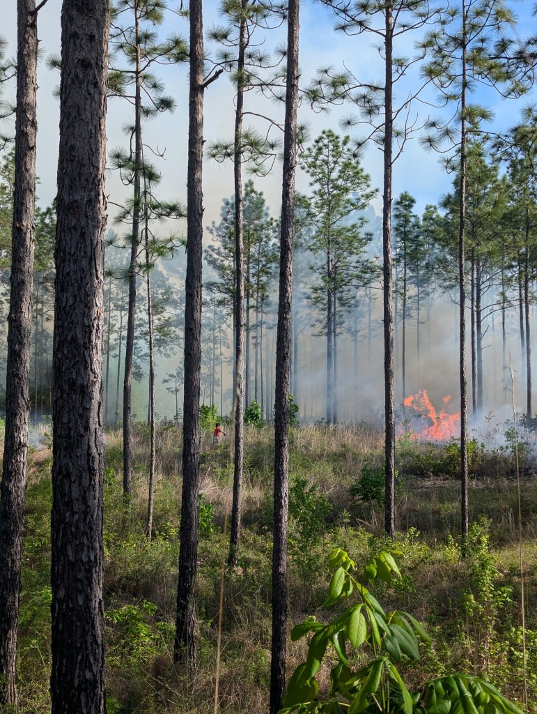 A small flame can be seen on the ground in a sunny forest. 