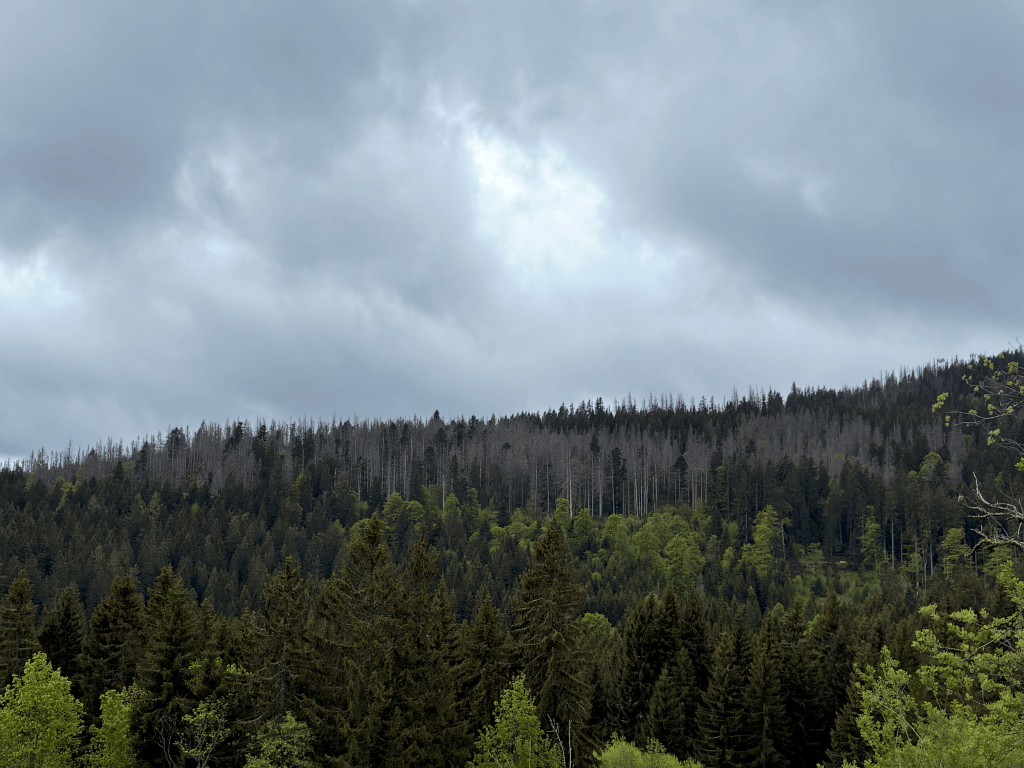 A patch of gray, dead trees on a forested mountain on a cloudy day. 